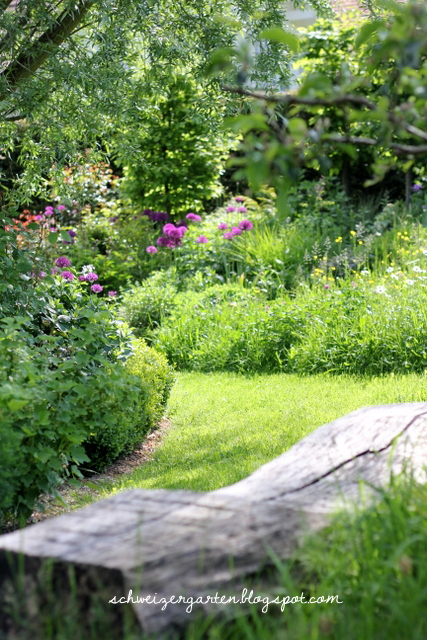 Purpur Wunderkugeln Der Zierlauch Ein Schweizer Garten
