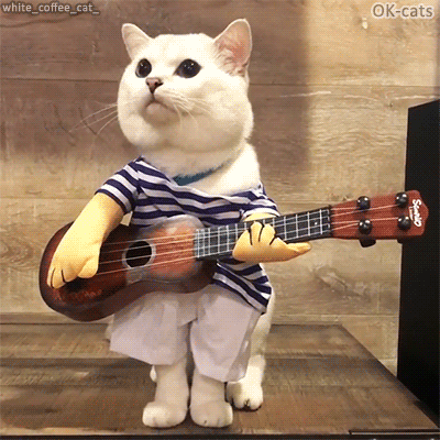 Funny Cat GIF • Famous "Coffee the cat" is going to play guitar and sing a little song: "♫ ♪ There no foood in my booowl, feeed me pleaaase! ♪ ♫ " Funny Cat GIF • Famous "Coffee the cat" is going to play guitar and sing a little song: "♫ ♪ There no foood in my booowl, feeed me pleaaase! ♪ ♫ "