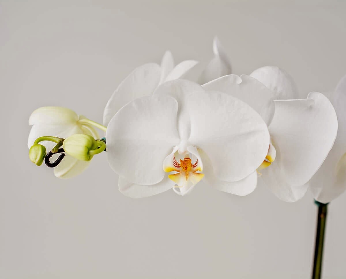 Floricultura em Salvador