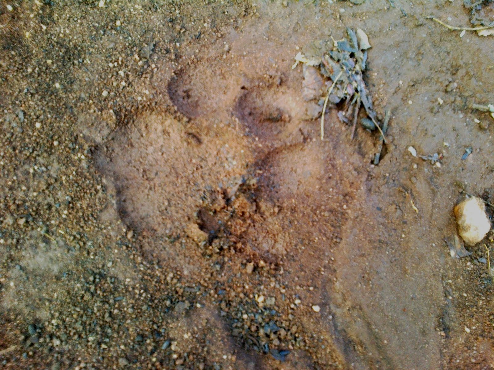 Foot Print of Tiger