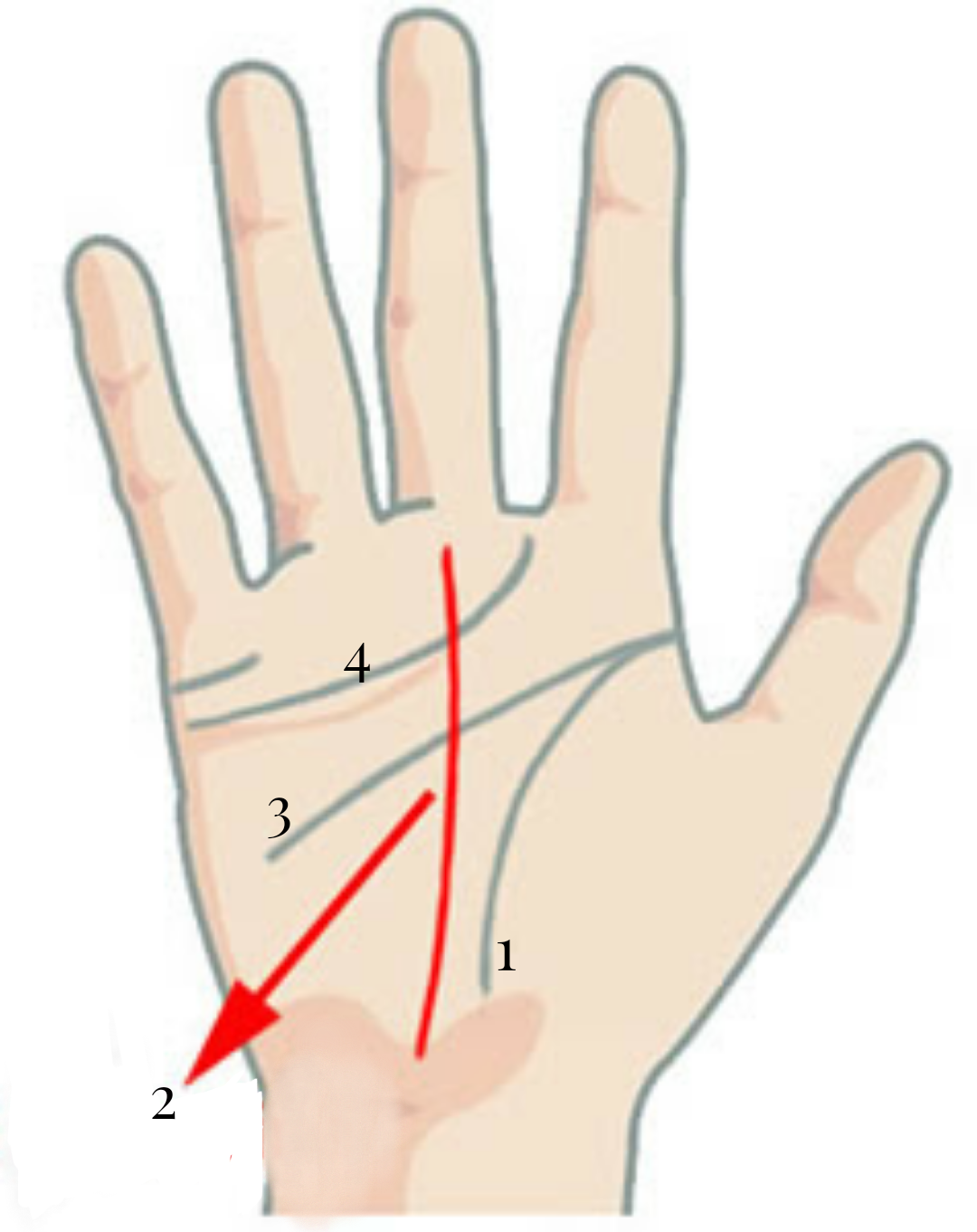 Read Your PALM Yourself and Decide About Your Investment Success Our