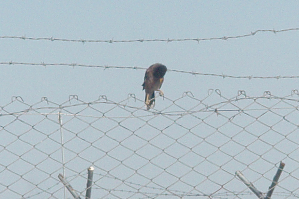 The Adventures of Johnny Northside: Hennepin County Jail Roster-O-Rama