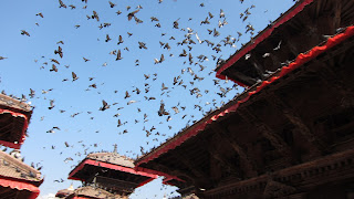templo-hindú-palomas