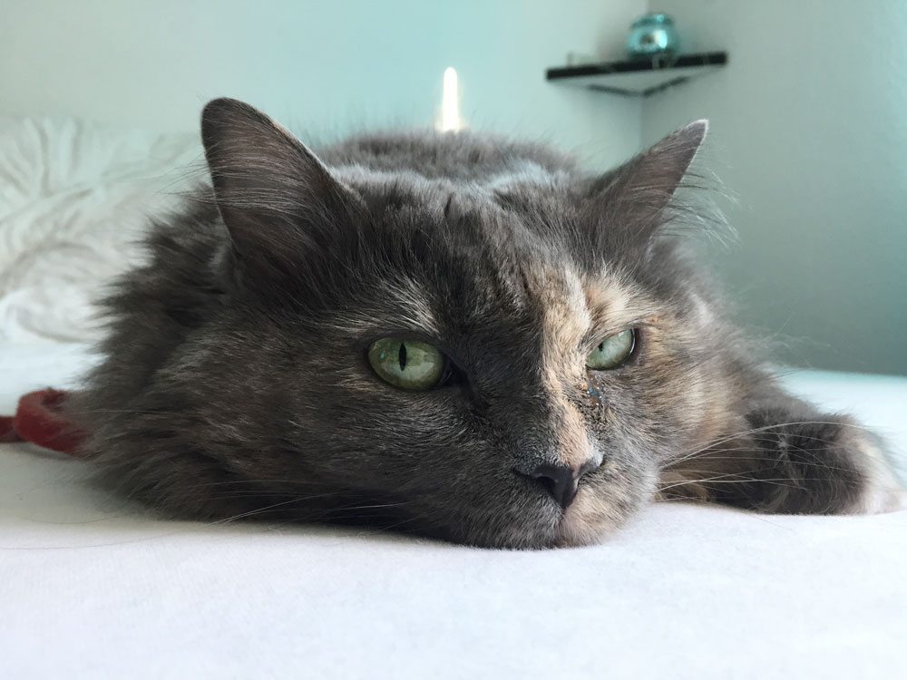 Holy Fruit Salad Shiina Ist Neun Jahre Alt