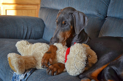 Misty Blue and her "puppy" Photo by Trisha Field