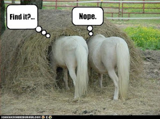 Funny Car Funny Horse Photos