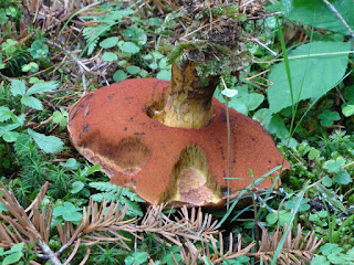 Neoboletus luridiformis DSC60623