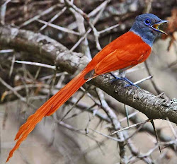 flycatcher african paradise birds oiseaux callie wet