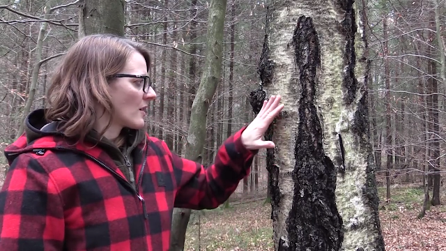 the top 6 best bushcraft and survival channels on youtube