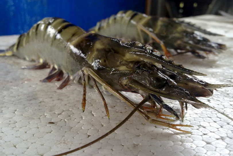 Udang Windu Penaeus Monodon Biota Dunia Perairan