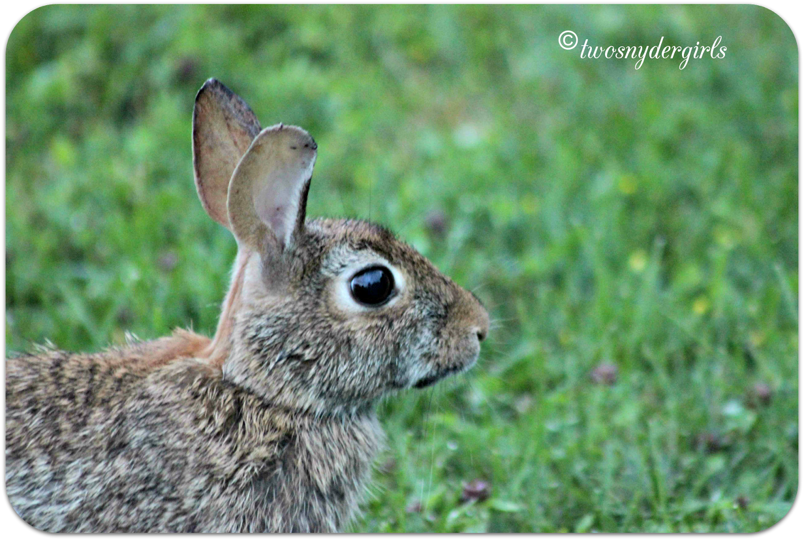 Rabbit Rabbit