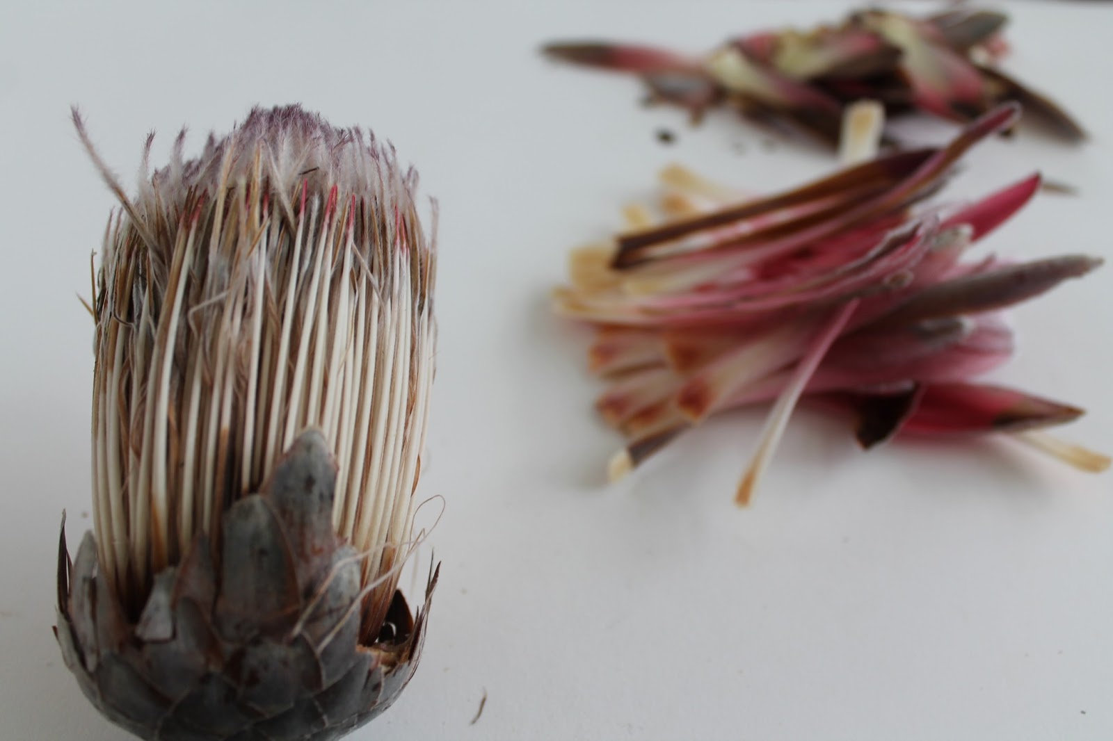 Dissecting Protea flower