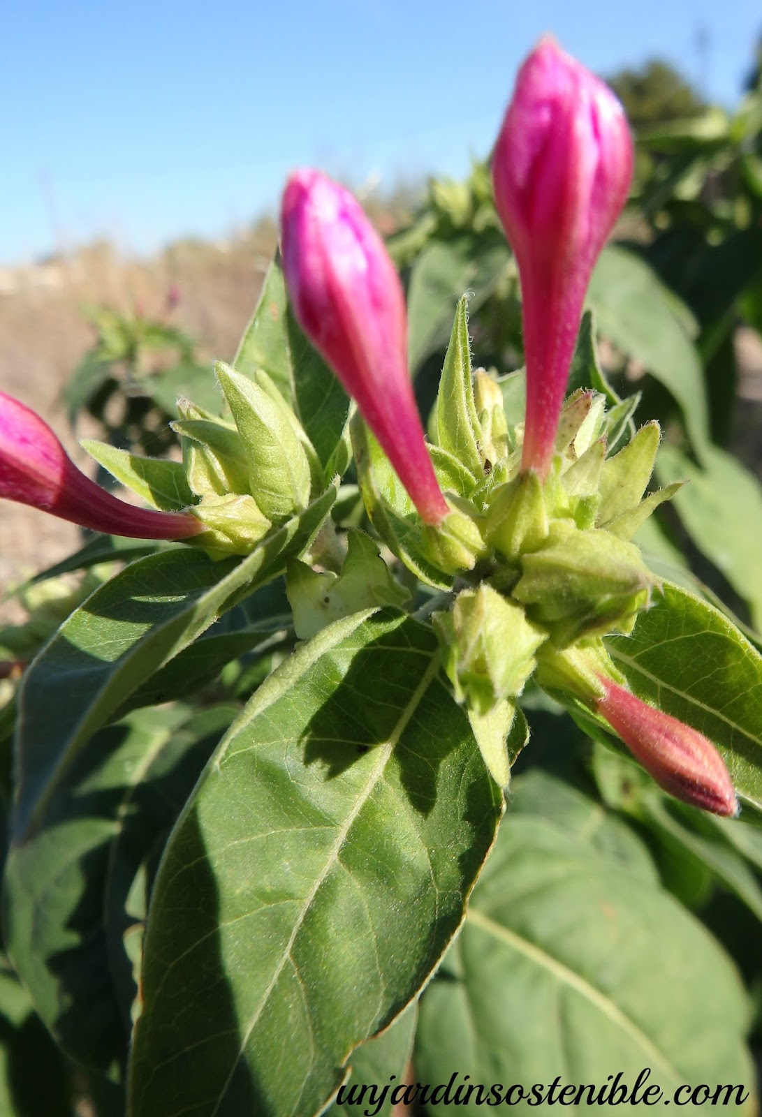 Mirabilis jalapa (Don Diego de noche, Don