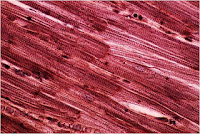 Células musculares