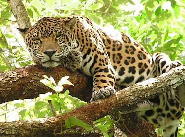 jaguar pic