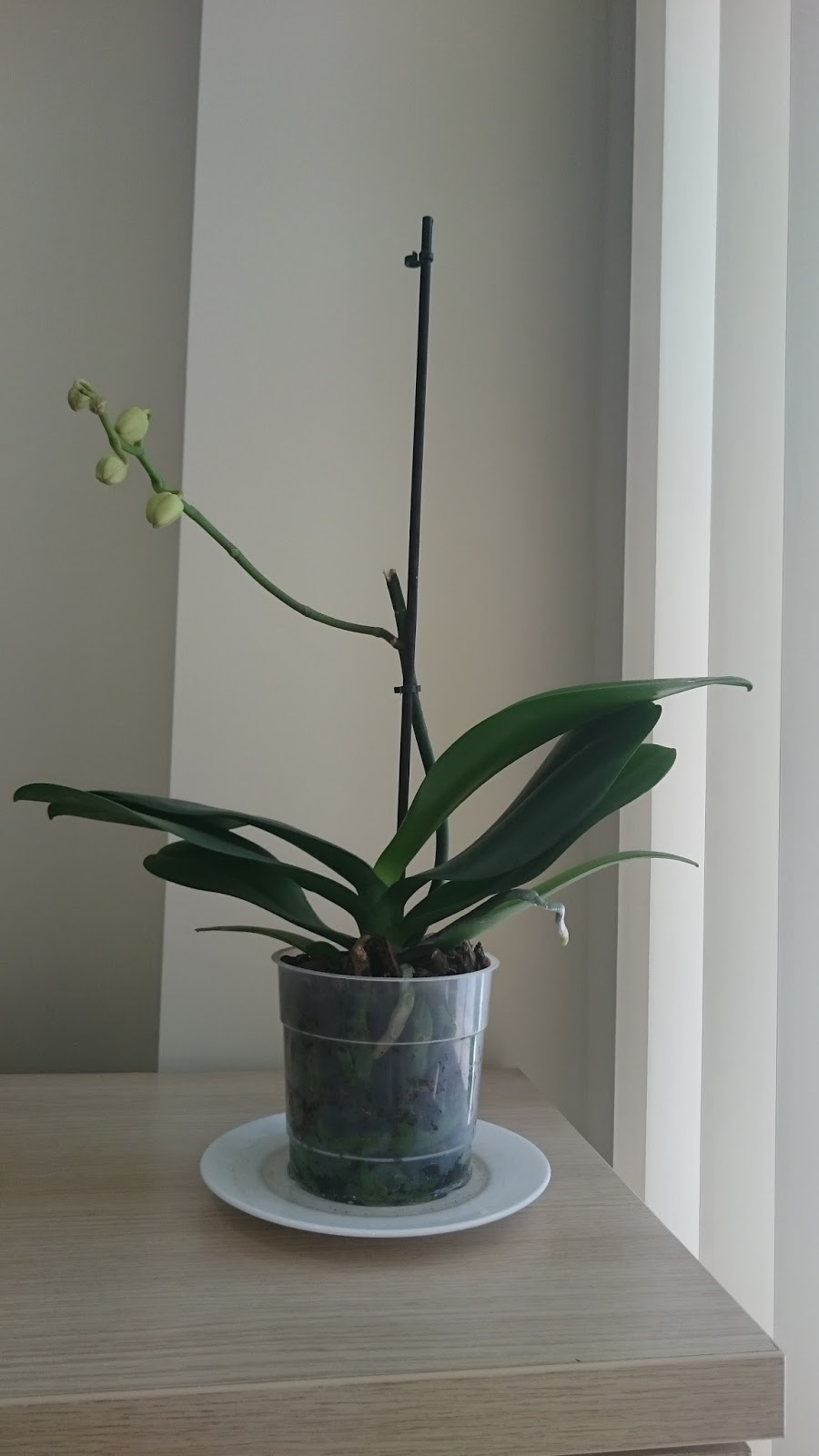 Iyi Seyler Olacak Yeniden Canlanan Orkidem