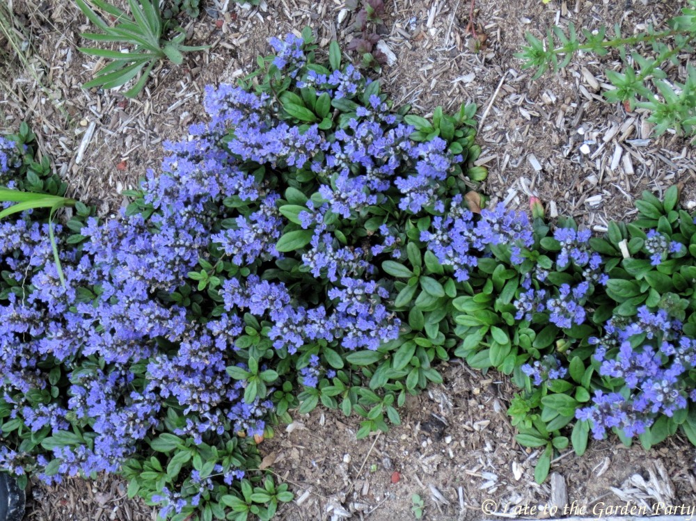 Many Uses Of Mint Leaves The Old Farmer S Almanac