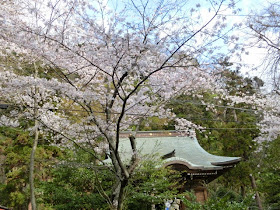 御霊神社の桜