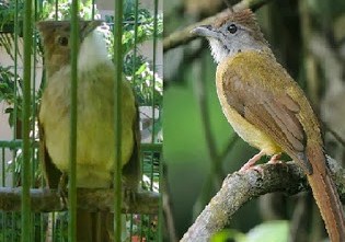 13 Ciri Ciri Fisik Burung Cucak Jenggot Yang Berkualitas Bagus