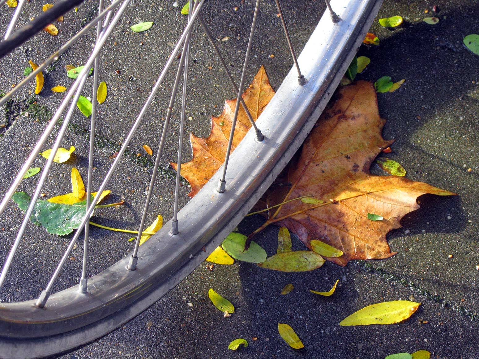 leaf under bike wheel