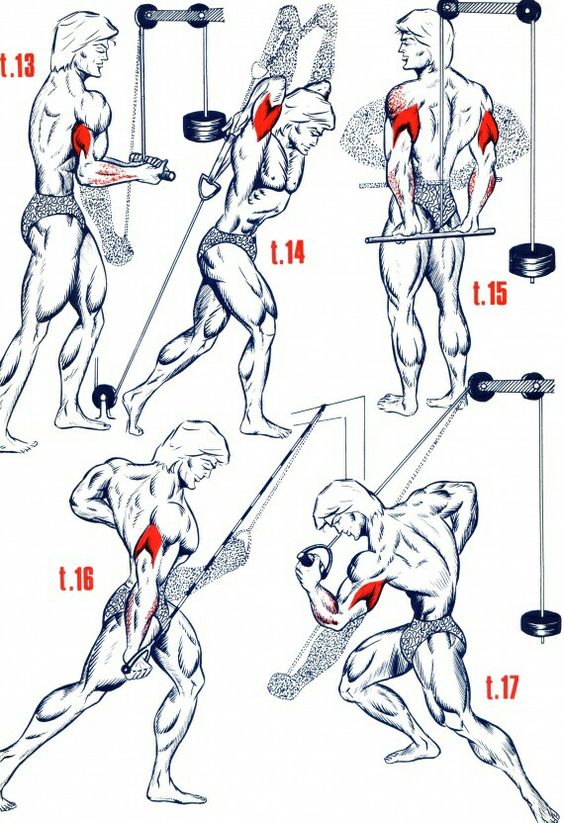 best triceps workouts at the gym