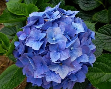 Seasonal Azorean Flowers- Summer