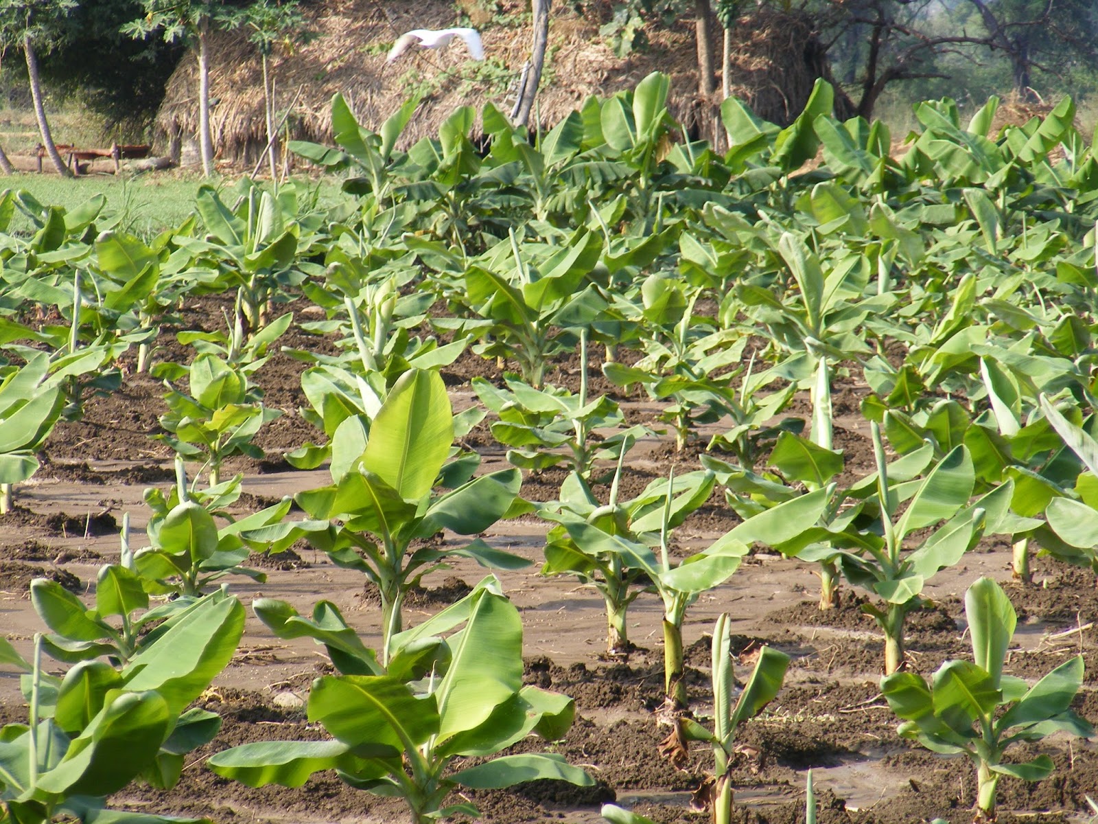 Eco Green Unit Banana fibre extraction project done by a Small farmer