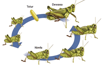 Jenis jenis Binatang  Di Dunia Daur  Hidup  Belalang 