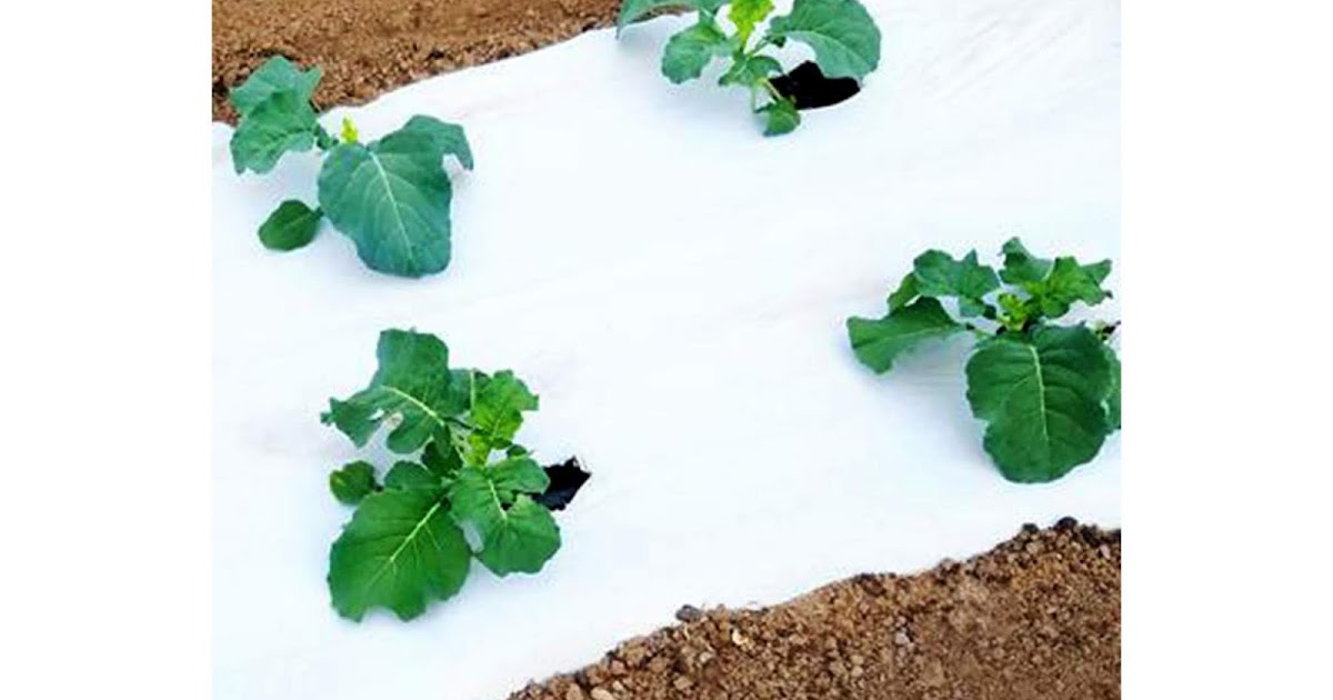 MulchIndia White on Black Plastic Mulch Mulch India