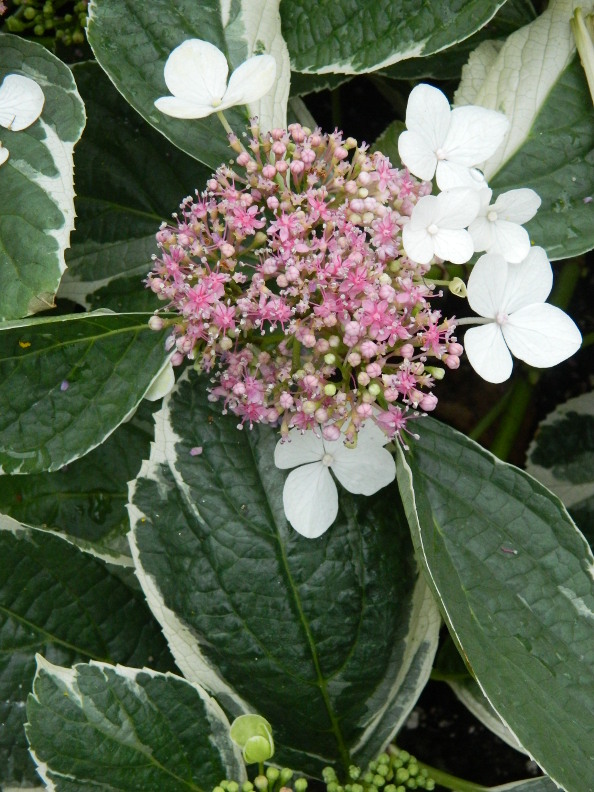 My Nice Garden Putrajaya Floria 2011 Part 7 Hydrangea Highlights