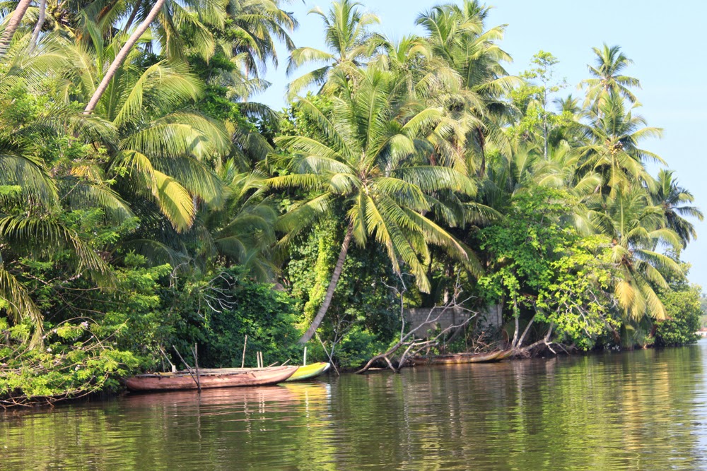 Шри ланка река. Мангровые заросли Шри Ланка. Мангровые леса экскурсия Шри Ланка. Бентота мангровый лес. Мангровая река Шри Ланка.