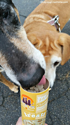 two senior hound rescue dogs weruva treats