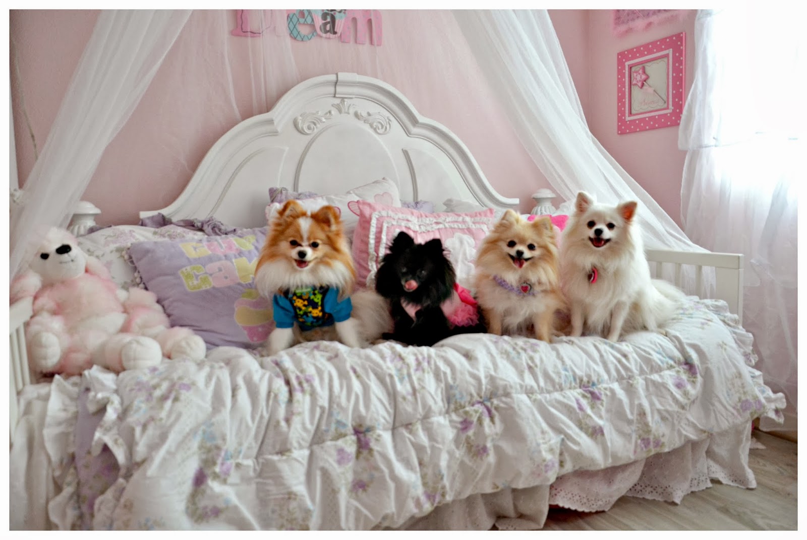 Rooms Decorated For Dogs Rooms Decorated For Dogs