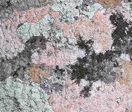 Lichen - composite biodiversity