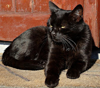 Panzer the cat