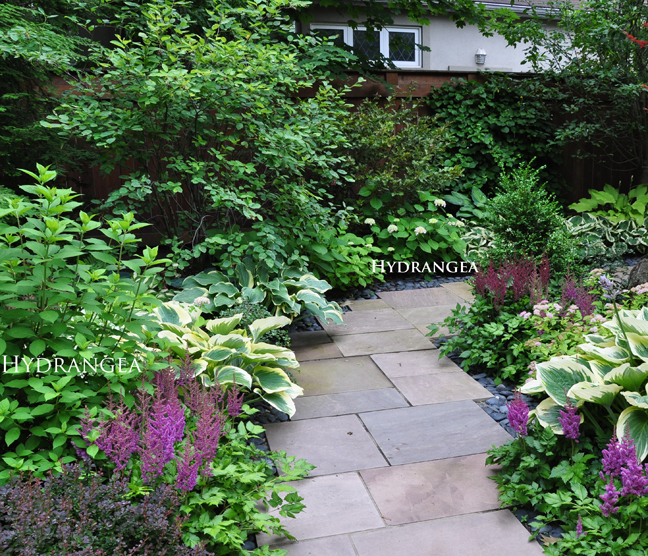 Three Dogs In A Garden Hydrangeas Care Basics Old New Varieties