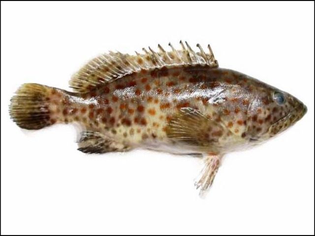 Gambar Ikan Kerapu