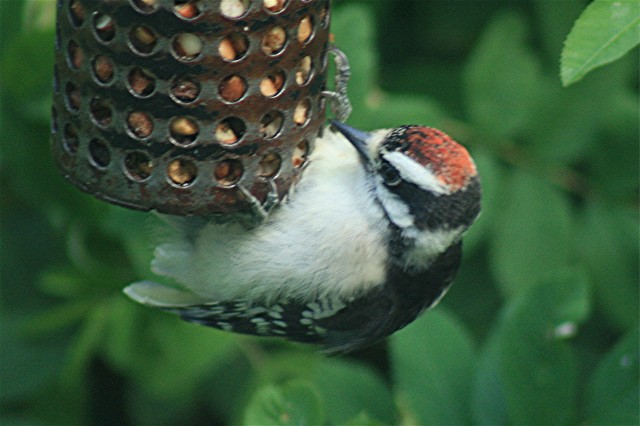 nature tales and camera trails: a juvenile Hairy Woodpecker with a red