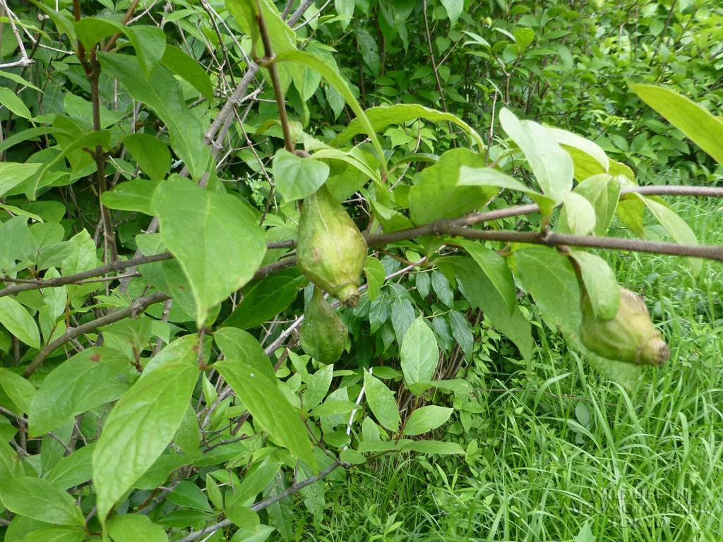 水元公園の生き物アメリカロウバイ Carolina Sweetshrub