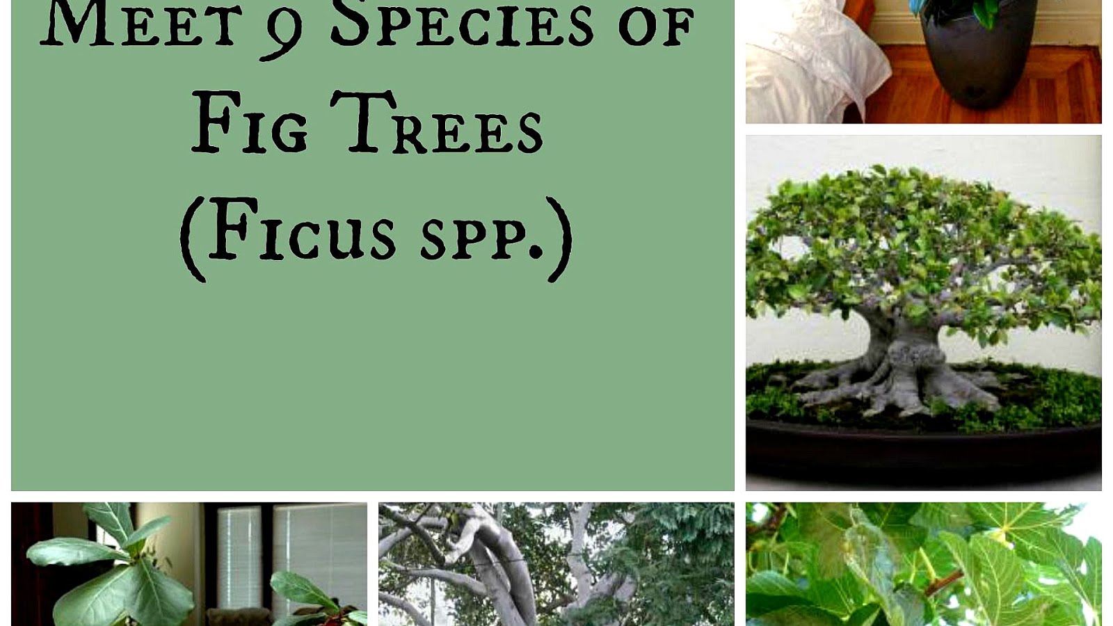 How Long Do Ficus Trees Live Tree Choices