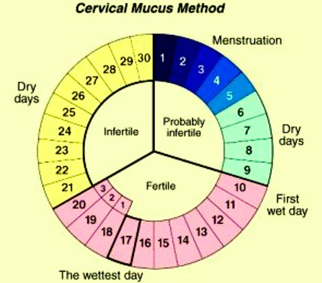 Can You Get Pregnant On Your Ovulation Day 7