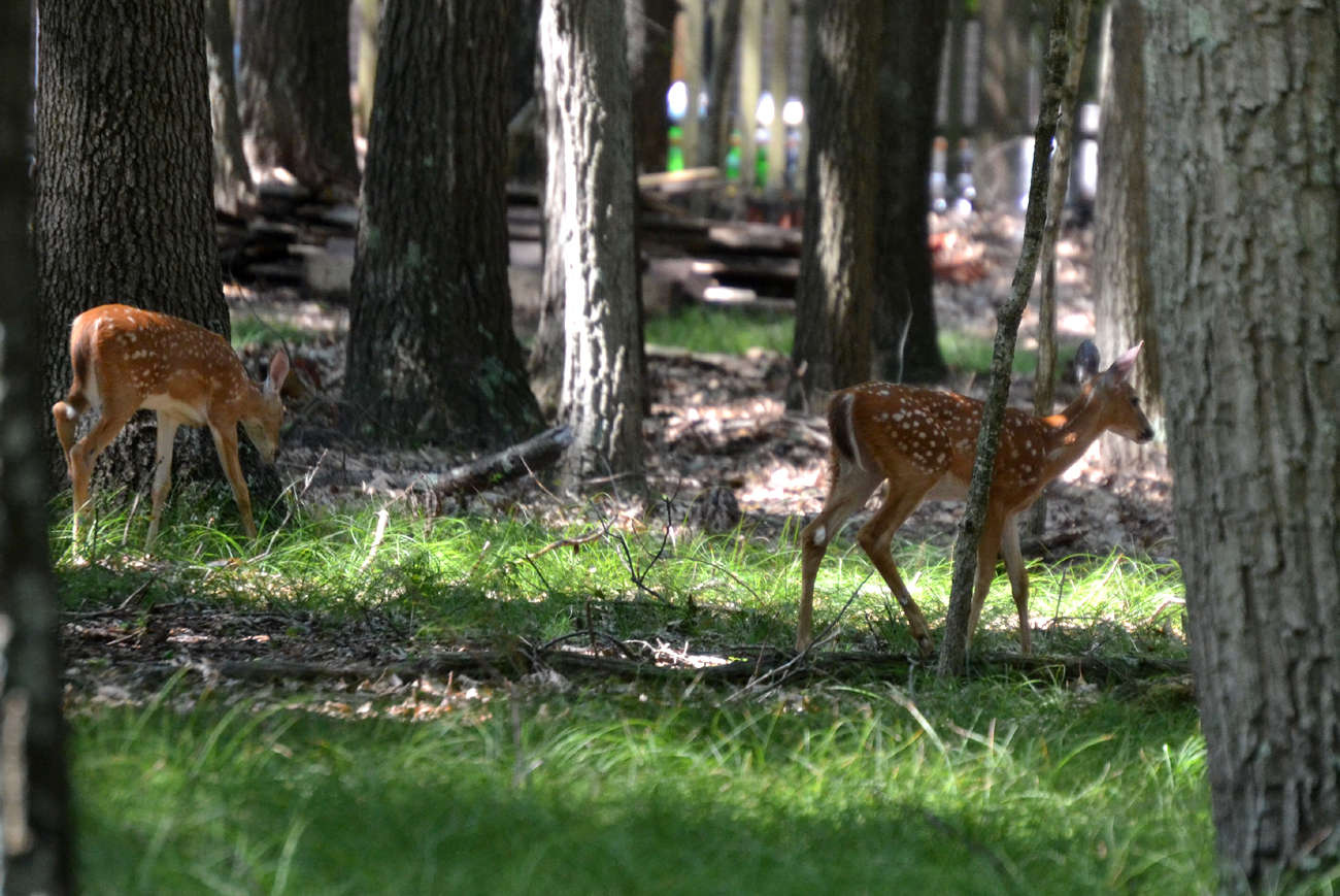 Woods Walks and Wildlife Baby Deer are Pretty