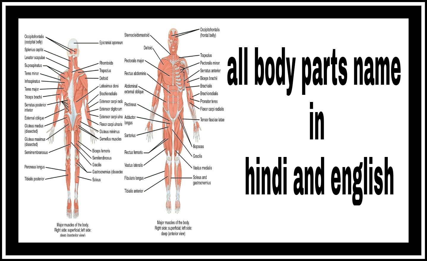 glands of human body in hindi