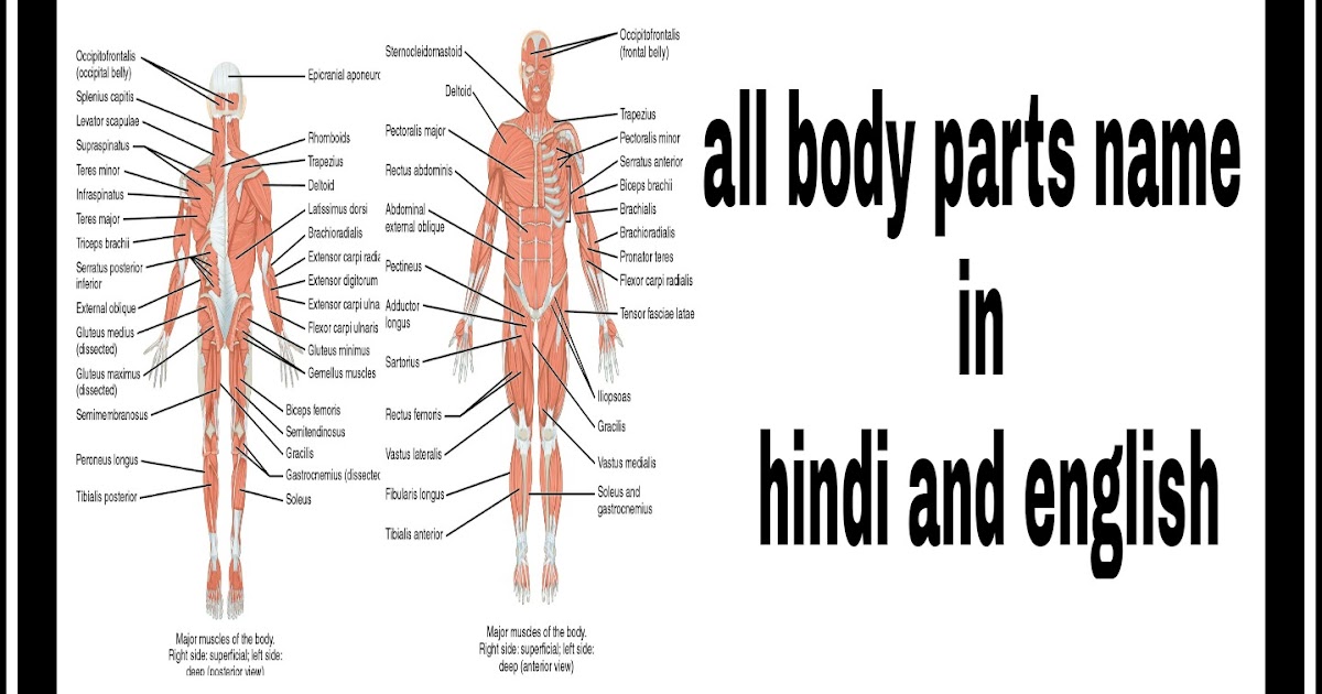 All human body parts name in hindi and english