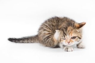 Tips Membasmi Kutu Pada Kucing Sampai Tuntas [ www.BlogApaAja.com ]