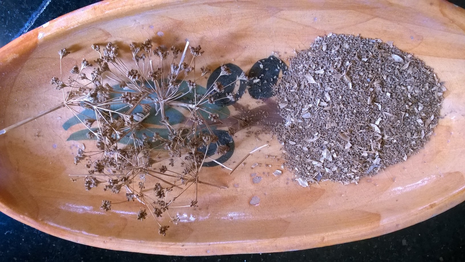 How To Grow Celery From Seeds