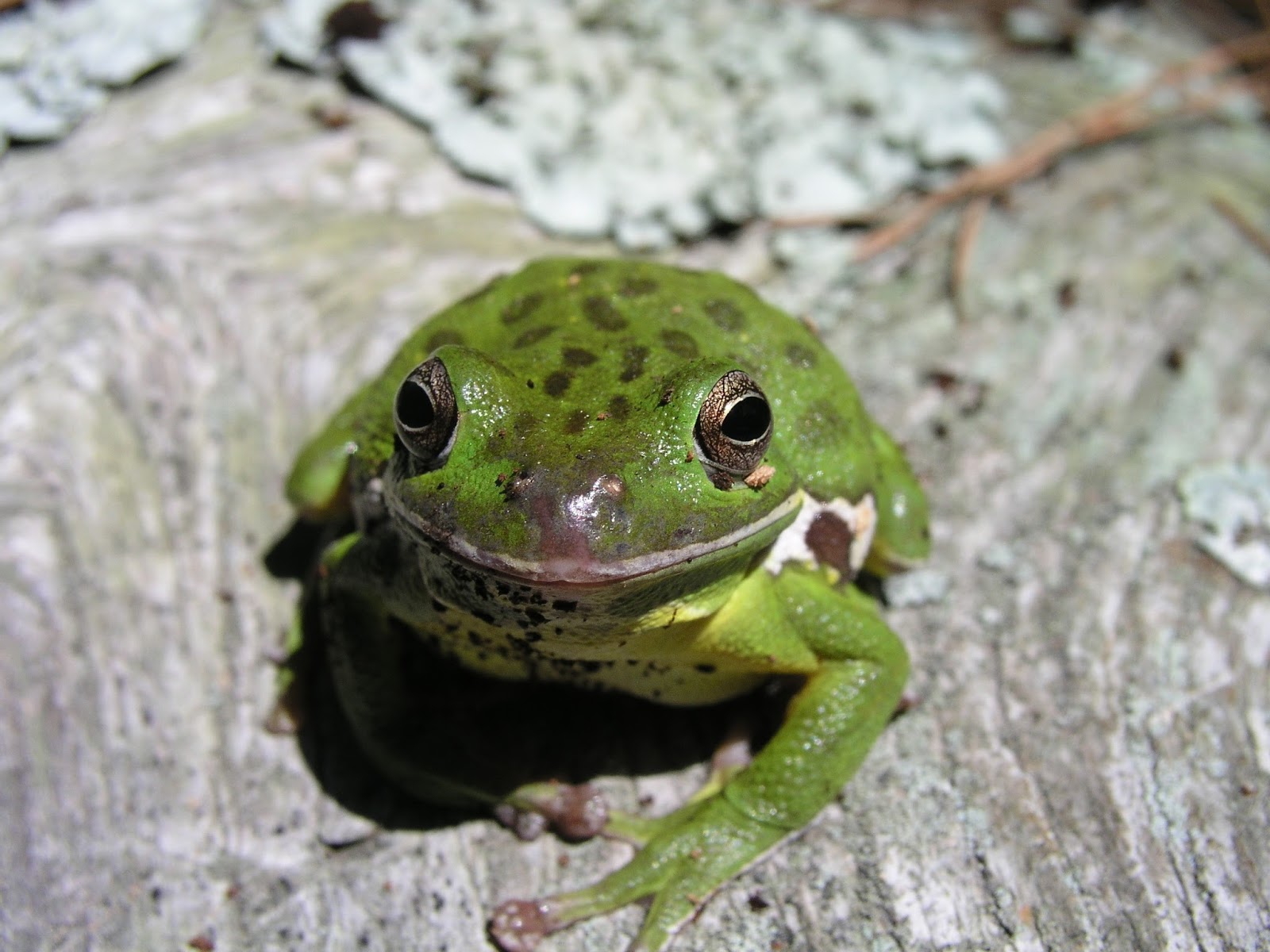 Virginia Water Radio Episode 319 (6616) Barking Treefrogs