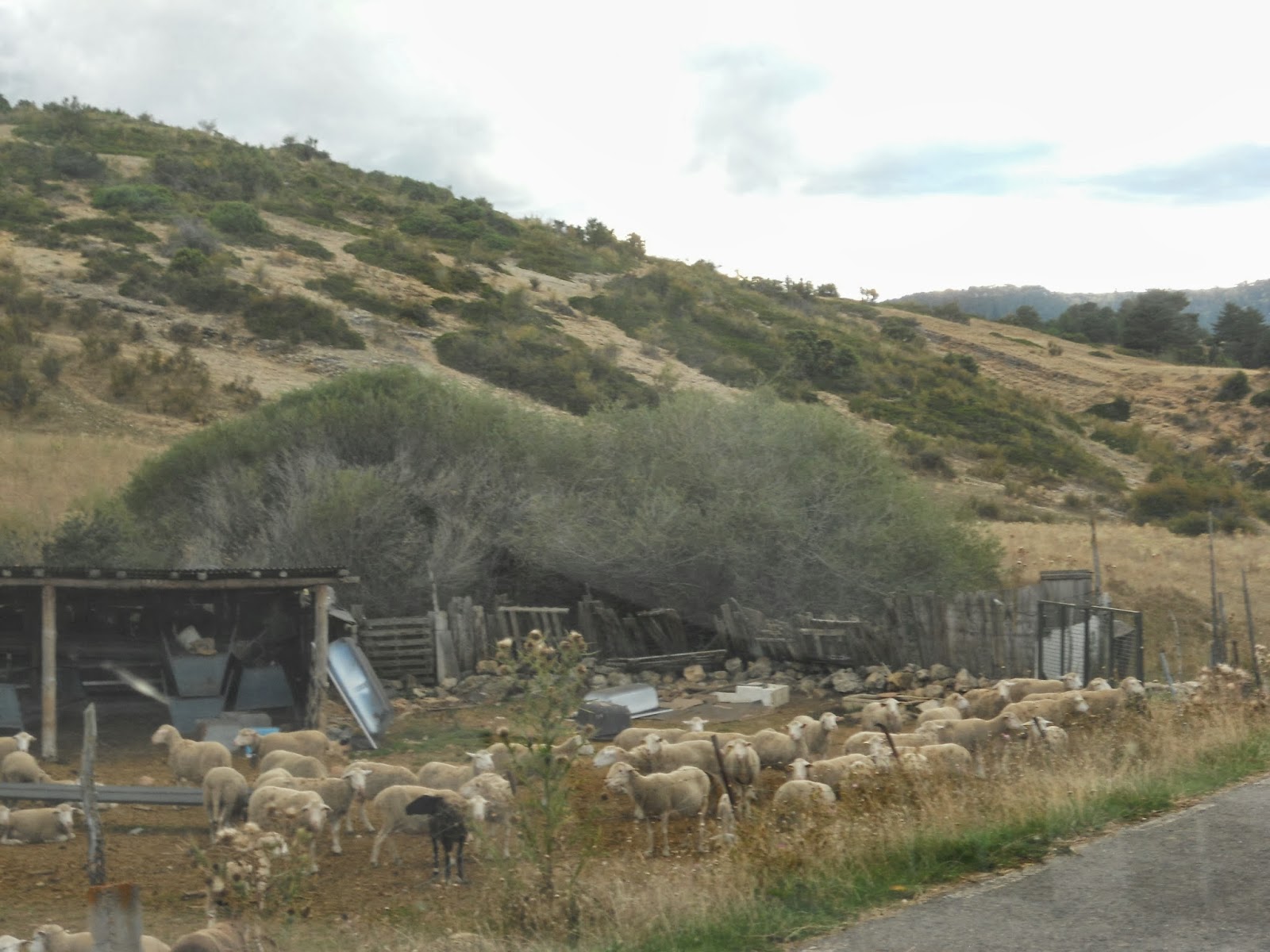 Historia y Genealogía Guadalaviar. Teruel
