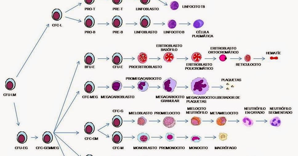 Síntese Biomédica Revisando Hemograma