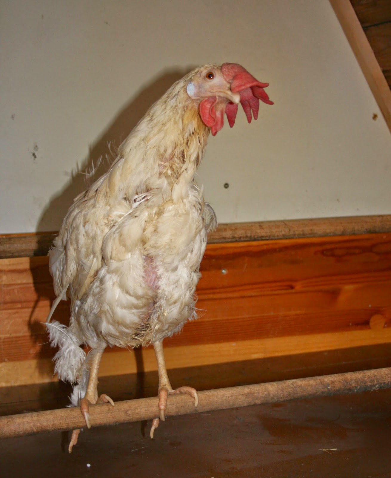 Miesi: Rettet das Huhn : Die Neuen.